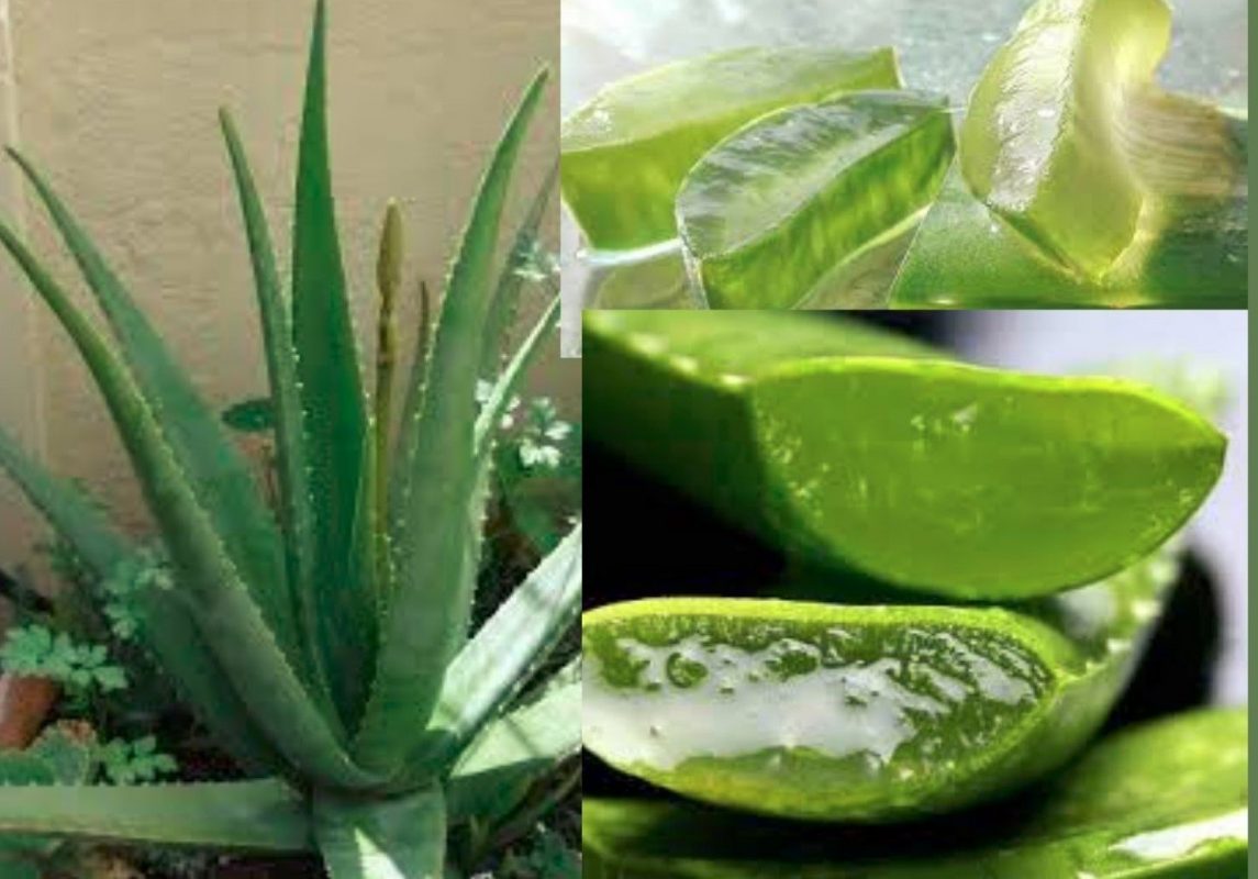 Pourquoi l'Aloe Vera est la meilleure plante pour la santé à Dakar? | NRJSOLAIRE